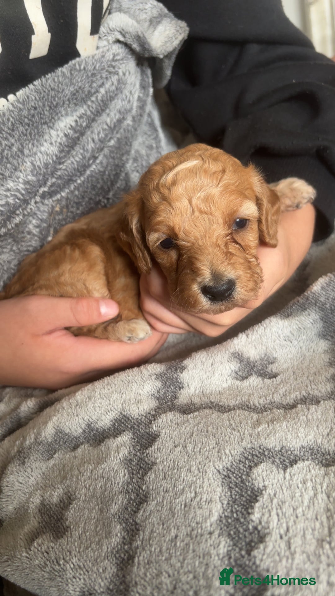 Cockapoo dogs for sale: Beautiful cockapoo baby's  - Image 8