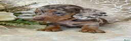 Miniature Dachshund dogs for sale: KC Miniature Smooth Coat Puppies - Advert 6