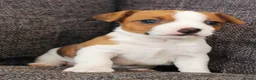 Jack Russell dogs for sale: Superb Veterinary Docked working Jack Russells - Advert 1