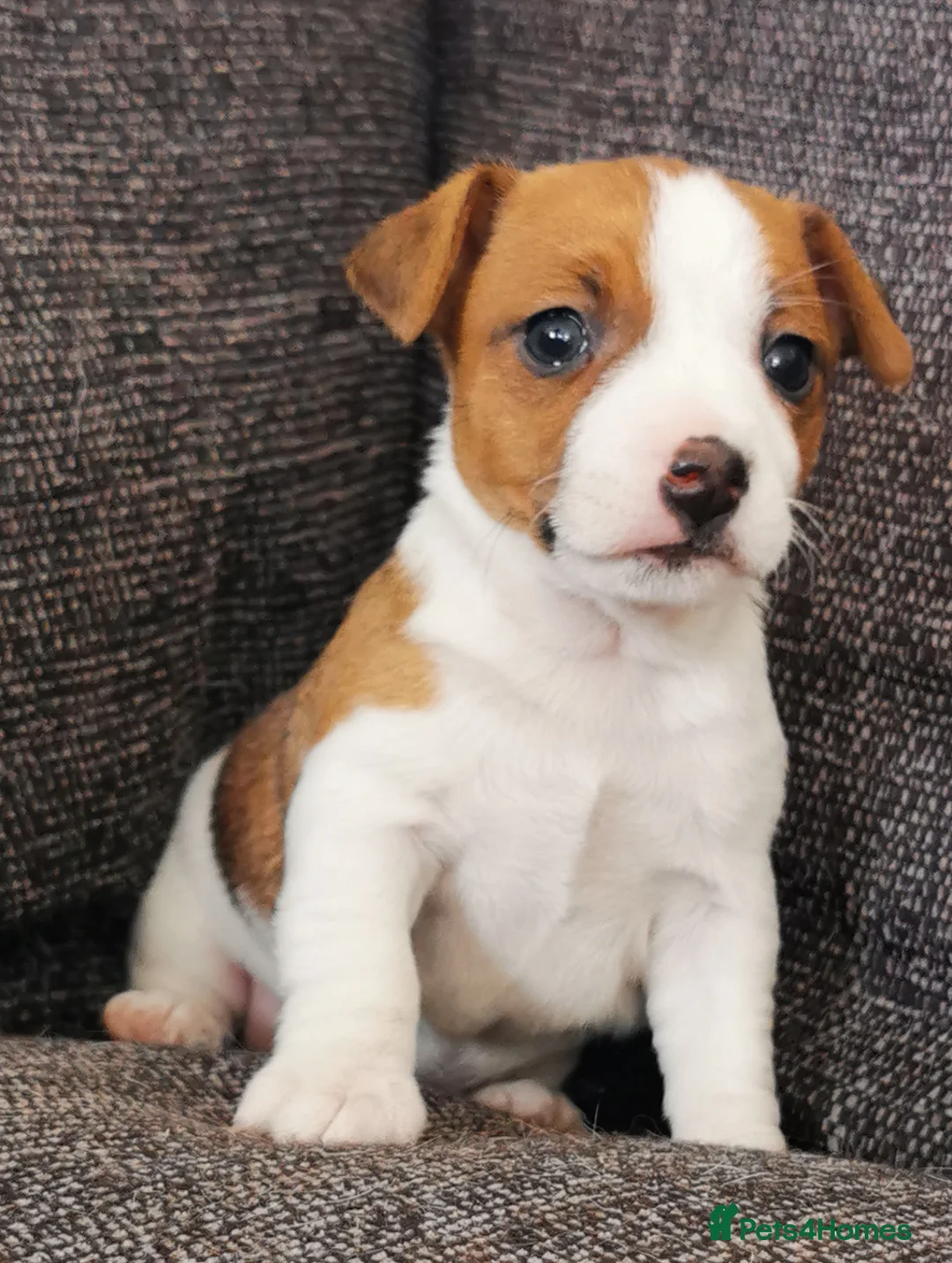 Jack Russell dogs for sale: Superb Veterinary Docked working Jack Russells - Advert 1