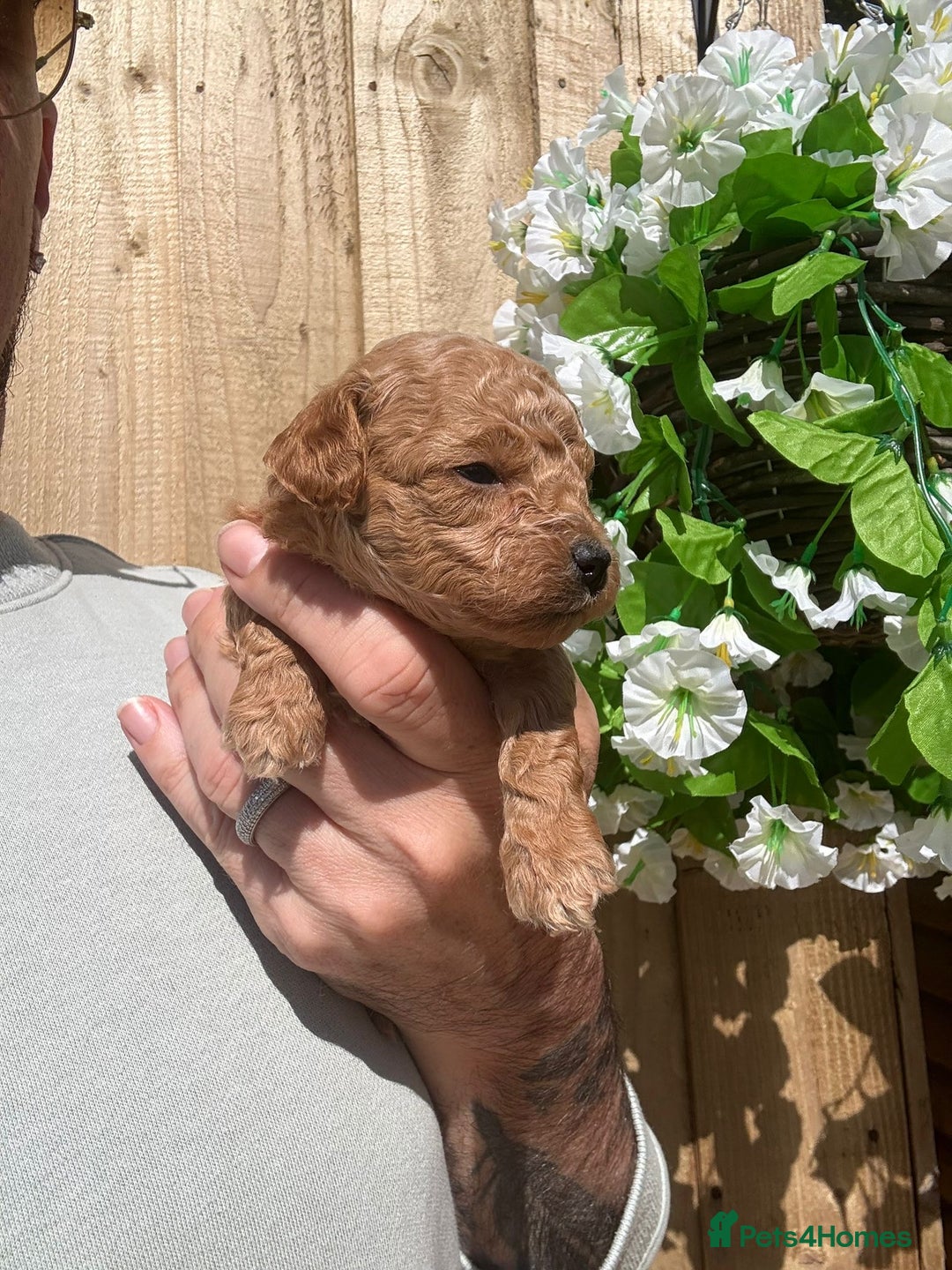 Toy Poodle dogs for sale: 💙🩷Gorgeous KC Toy Poodle Puppies 🩷💙 - Image 6