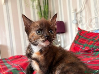 Mixed Breed cats 3 Stunning Kittens Ready to Go! - Advert 4