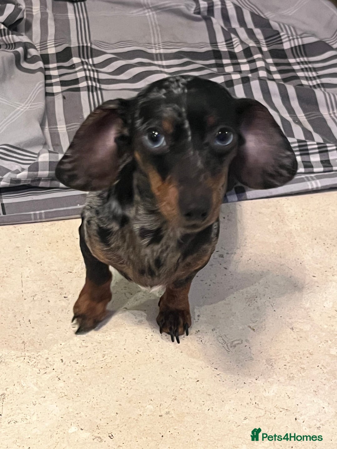 Miniature Dachshund dogs for sale: 💞Ready now Miniature dachshund 💞 - Advert 2