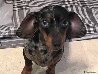 Miniature Dachshund dogs 💞Ready now Miniature dachshund 💞 - Advert 1