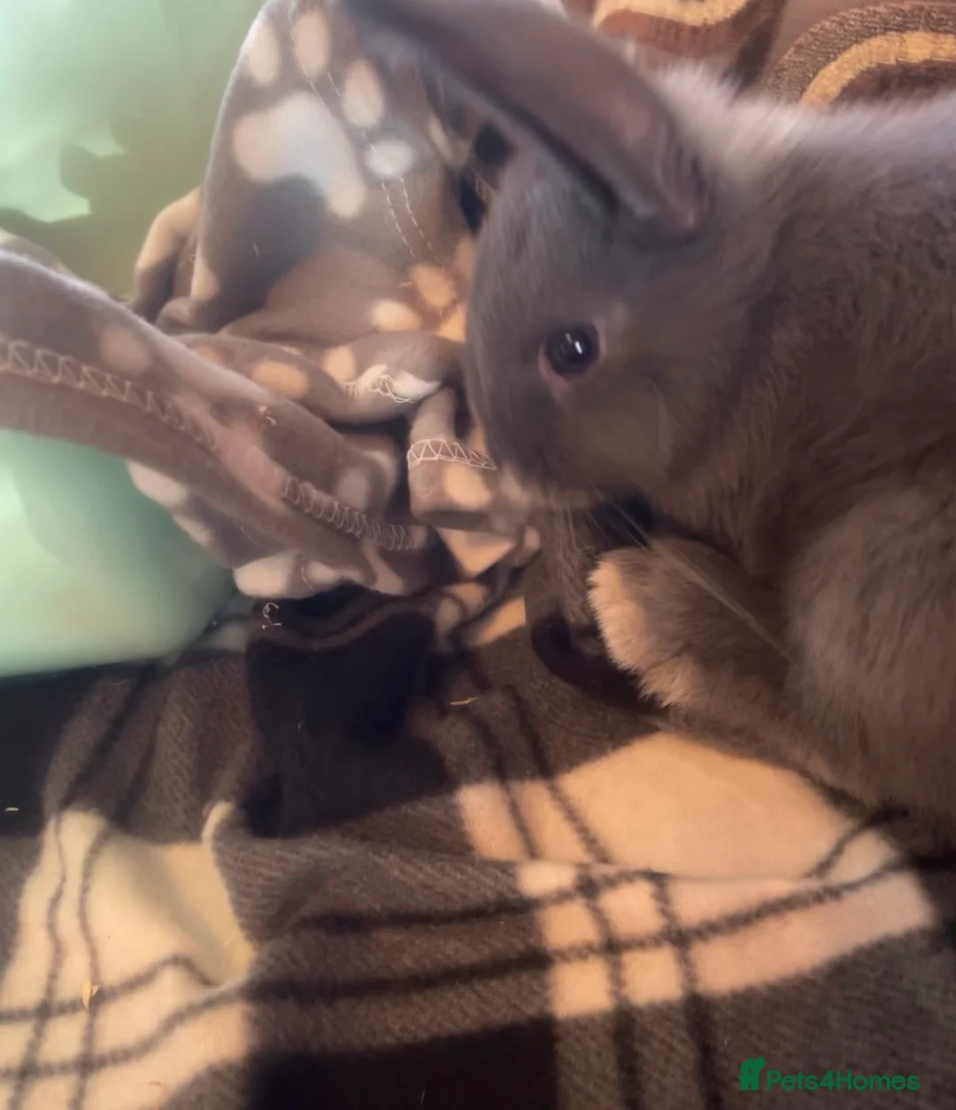 Lionhead rabbits for sale: lionhead and netherlands dwarf in Leicester - Advert 2