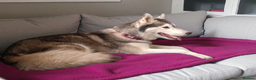 Siberian Husky dogs for sale: Pure Bred Siberian Husky for rehoming  - Advert 1