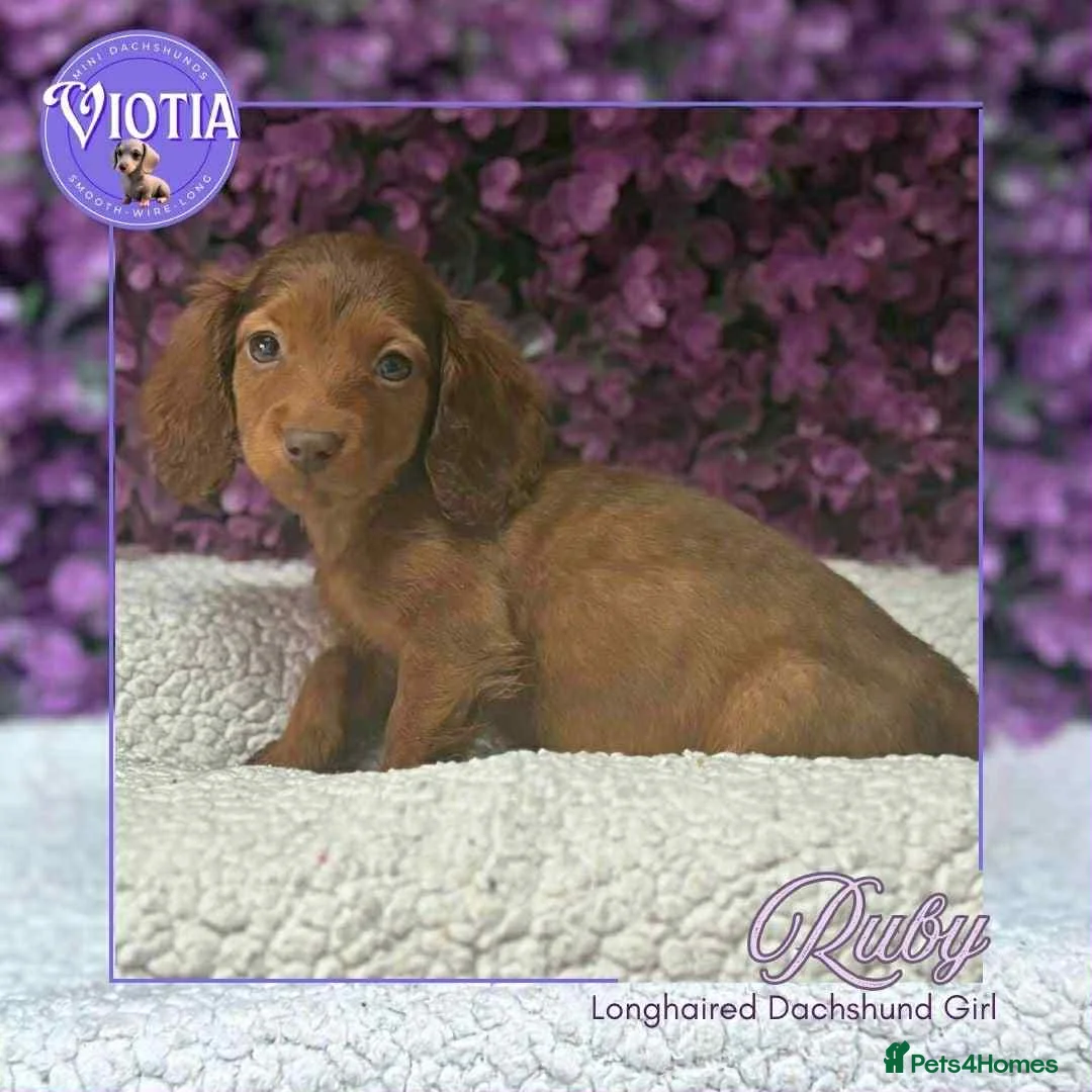 Miniature Dachshund dogs for sale: Ready now gorgeous miniature dachshund girl  - Advert 1