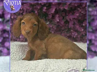Miniature Dachshund dogs Ready now gorgeous miniature dachshund girl - Advert 16