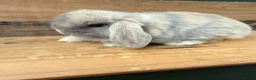 Mini Lop rabbits for sale: MINI LOP BUNNIES - PEDIGREE  - Advert 15