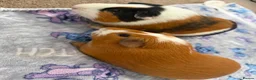 Guinea Pig rodents for sale: Male Guinea Pigs in Gravesend - Advert 3