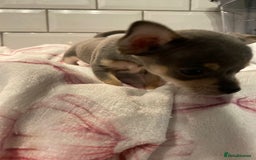 Chihuahua dogs for sale: Chihuahua puppies for sale  - Image 19