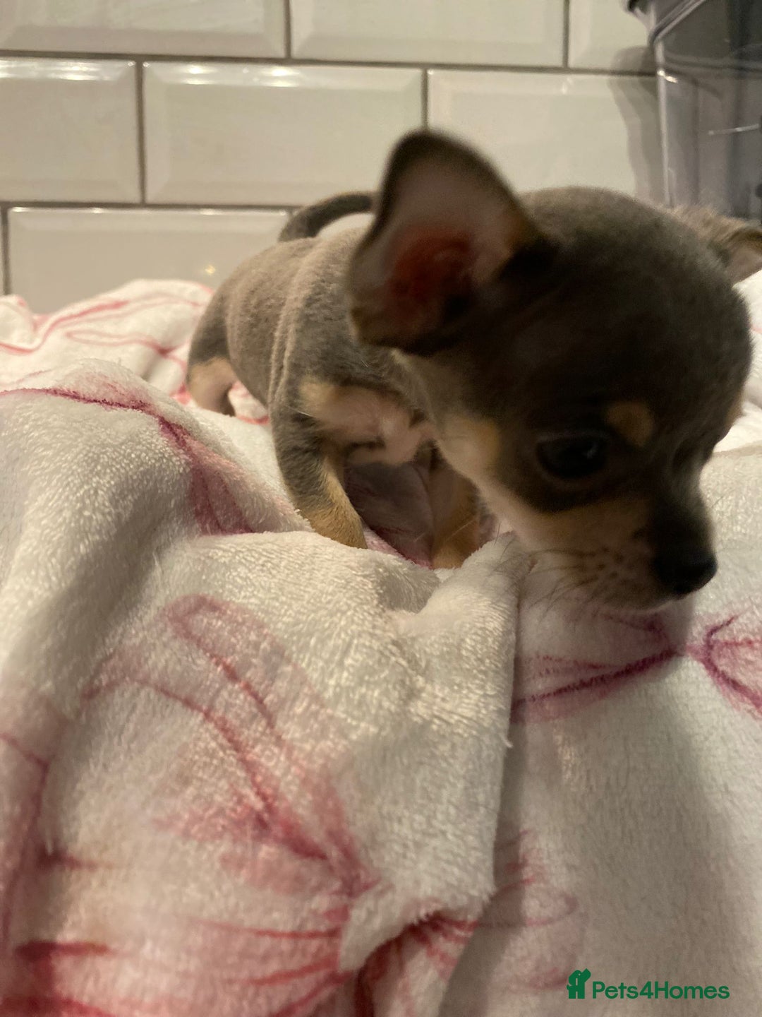 Chihuahua dogs for sale: Chihuahua puppies for sale  - Image 19