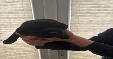 Labrador Retriever dogs Black Labrador puppies in time for  **   - Advert 5