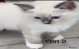 Ragdoll cats for sale: Beautiful Ragdoll kittens - Image 1