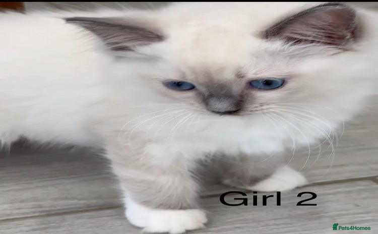 Ragdoll cats - Advert 10