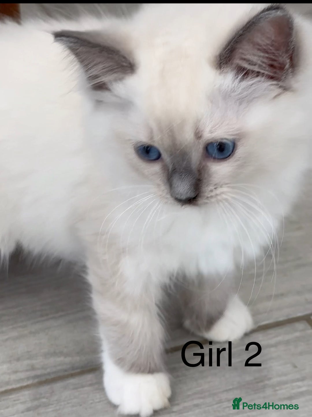 Ragdoll cats for sale: Beautiful Ragdoll kittens - Image 1
