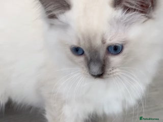 Ragdoll cats - Advert 3