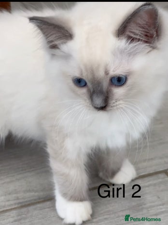 Ragdoll cats - Advert 1