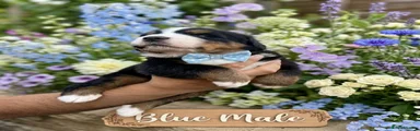 Bernese Mountain Dog 5