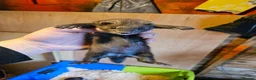 Ferret rodents for sale: FULL EU POLECAT  in Jarrow - Advert 1