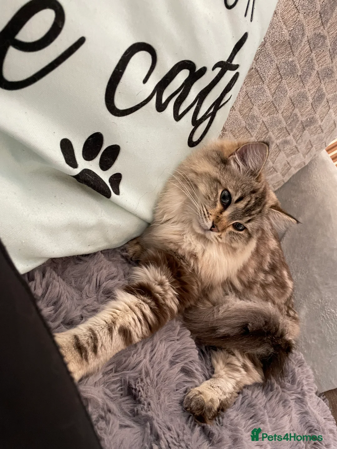 Ragdoll cats for sale: Tally Seal Sepia Tabby Tica registered Ragdoll  - Advert 5