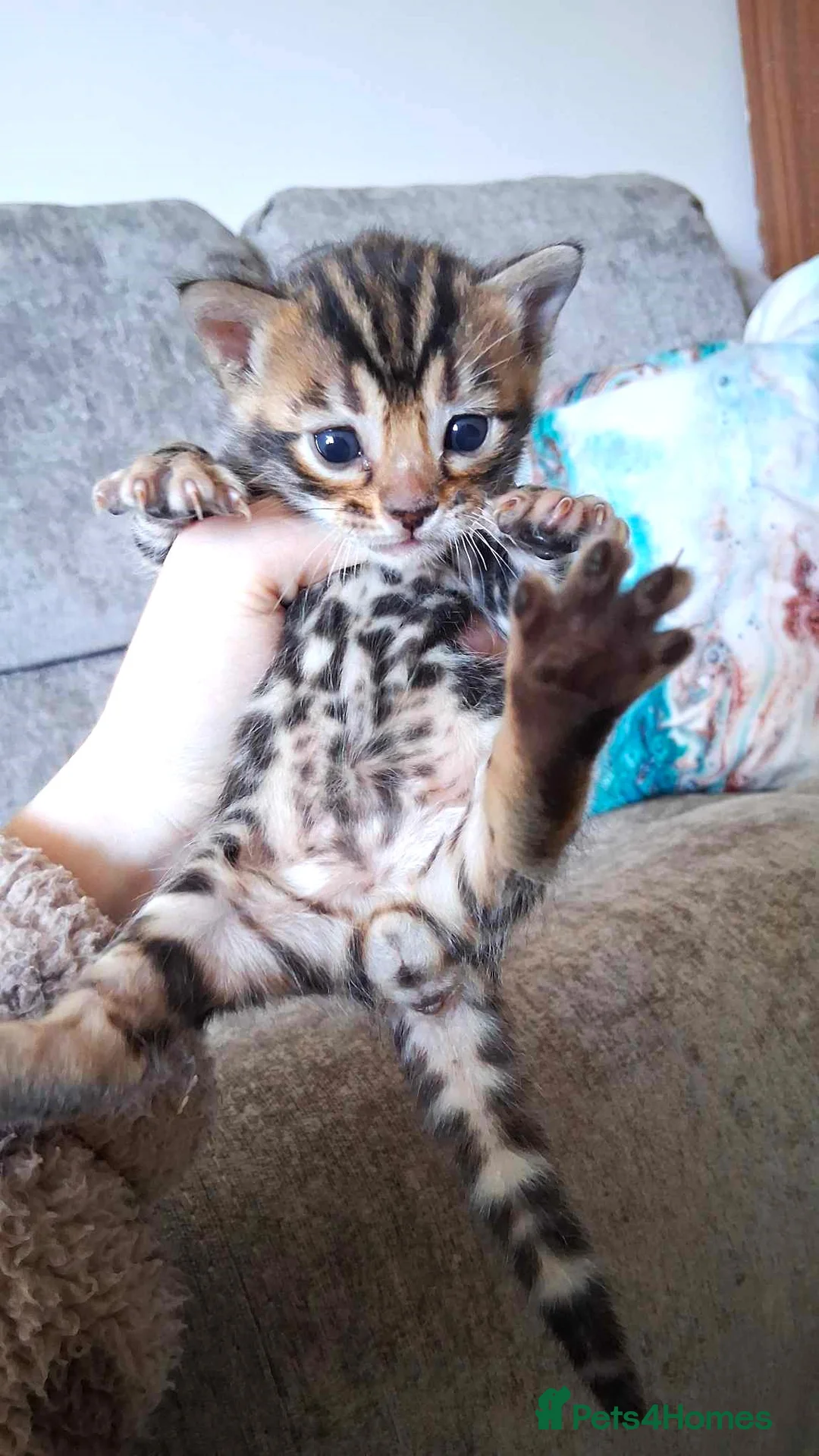 Bengal cats for sale: Import Bloodline Snow & Brown Clouded Bengals in Nelson - Advert 15