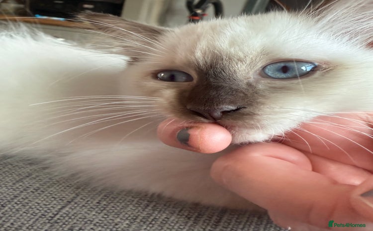 Ragdoll cats - Advert 8