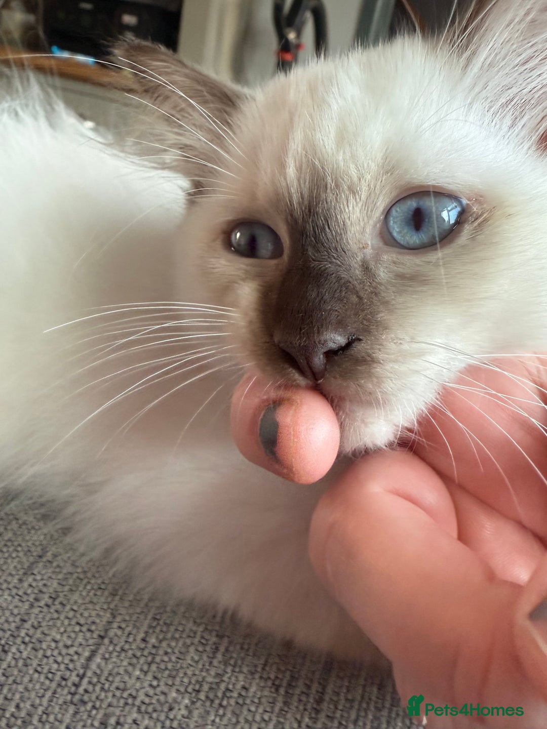 Ragdoll cats for sale: Cinnamon lynx ragdoll RARE  - Image 1