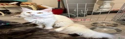 Maine Coon cats for sale: White female Maincoon  - Advert 3