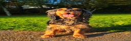 Cocker Spaniel dogs for stud: Dog for stud - Advert 3