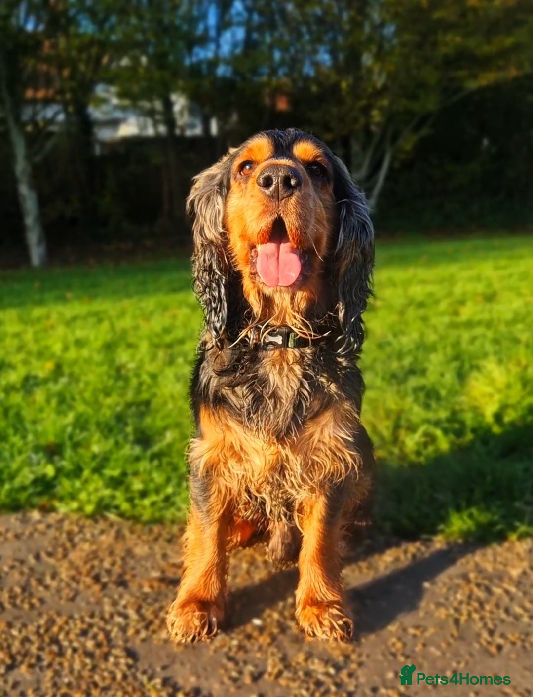 Cocker Spaniel dogs for stud: Dog for stud - Advert 3