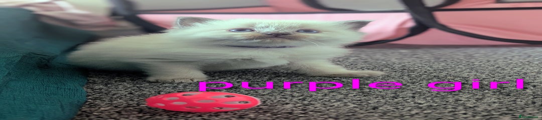 Ragdoll Kitten 5