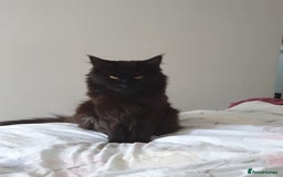 Maine Coon cats for sale: Maincoon x ragdoll  - Image 21