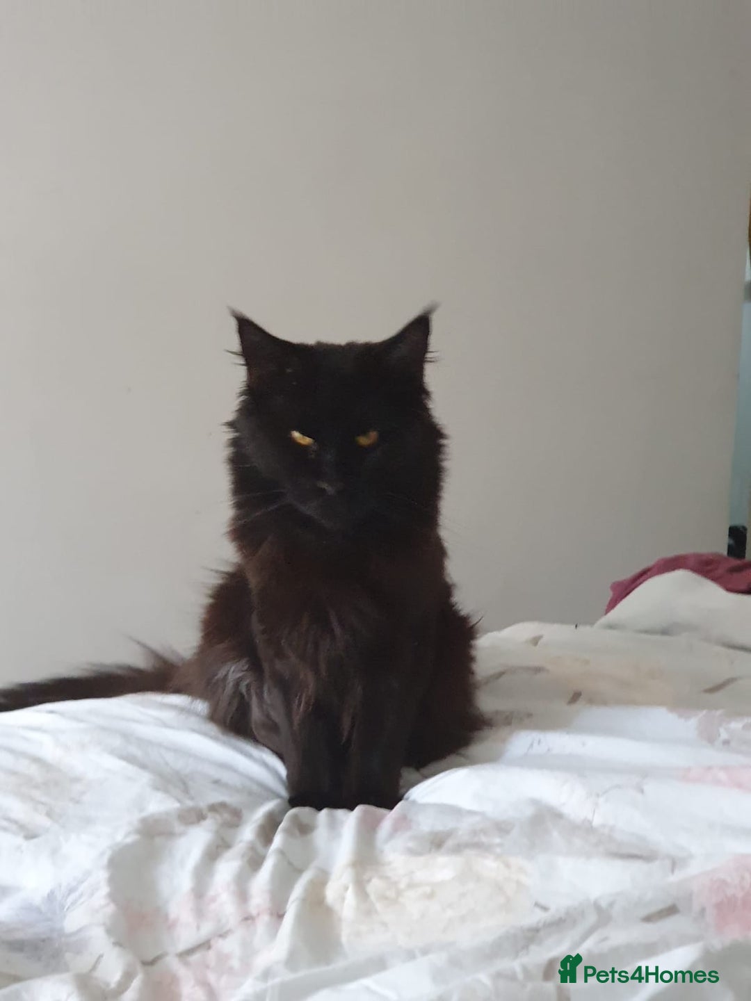 Maine Coon cats for sale: Maincoon x ragdoll  - Image 21