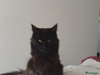 Maine Coon cats Maincoon x ragdoll - Advert 4