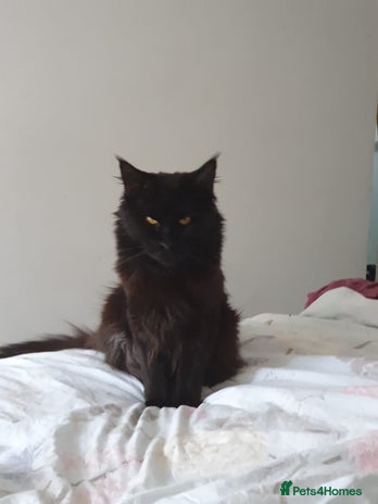 Maine Coon cats Maincoon x ragdoll - Advert 5