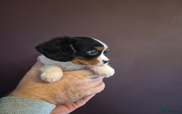Cavalier King Charles Spaniel dogs for sale: ⭐️⭐️⭐️⭐️⭐️ cavalier king charles puppies - Image 1