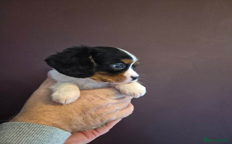 Cavalier King Charles Spaniel dogs - Advert 8