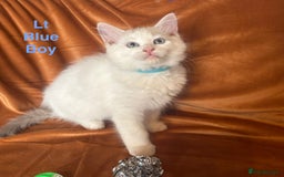 Ragdoll cats for sale: Adorable pure Ragdoll kittens boys and girls - Image 25
