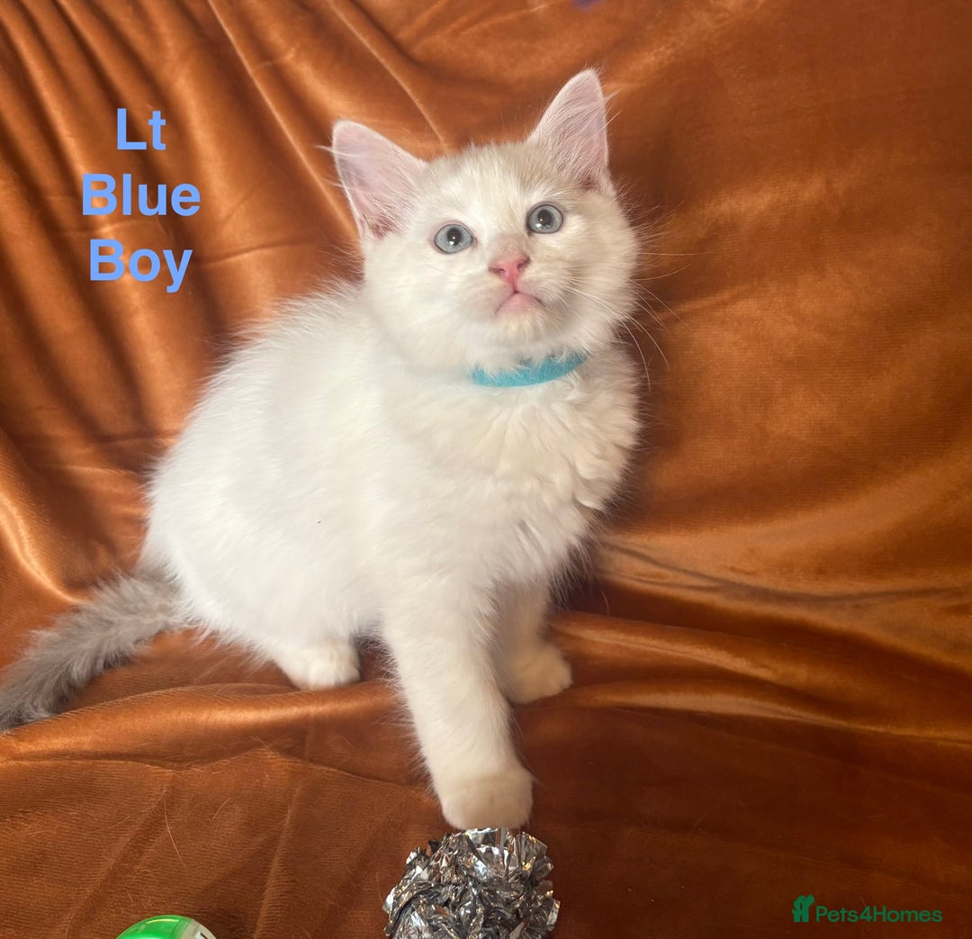 Ragdoll cats for sale: Adorable pure Ragdoll kittens boys and girls - Image 25