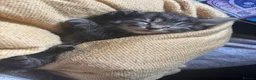 British Longhair cats for sale: Luna’s beautiful longhair tabby kittens 🐾🥰 - Advert 10