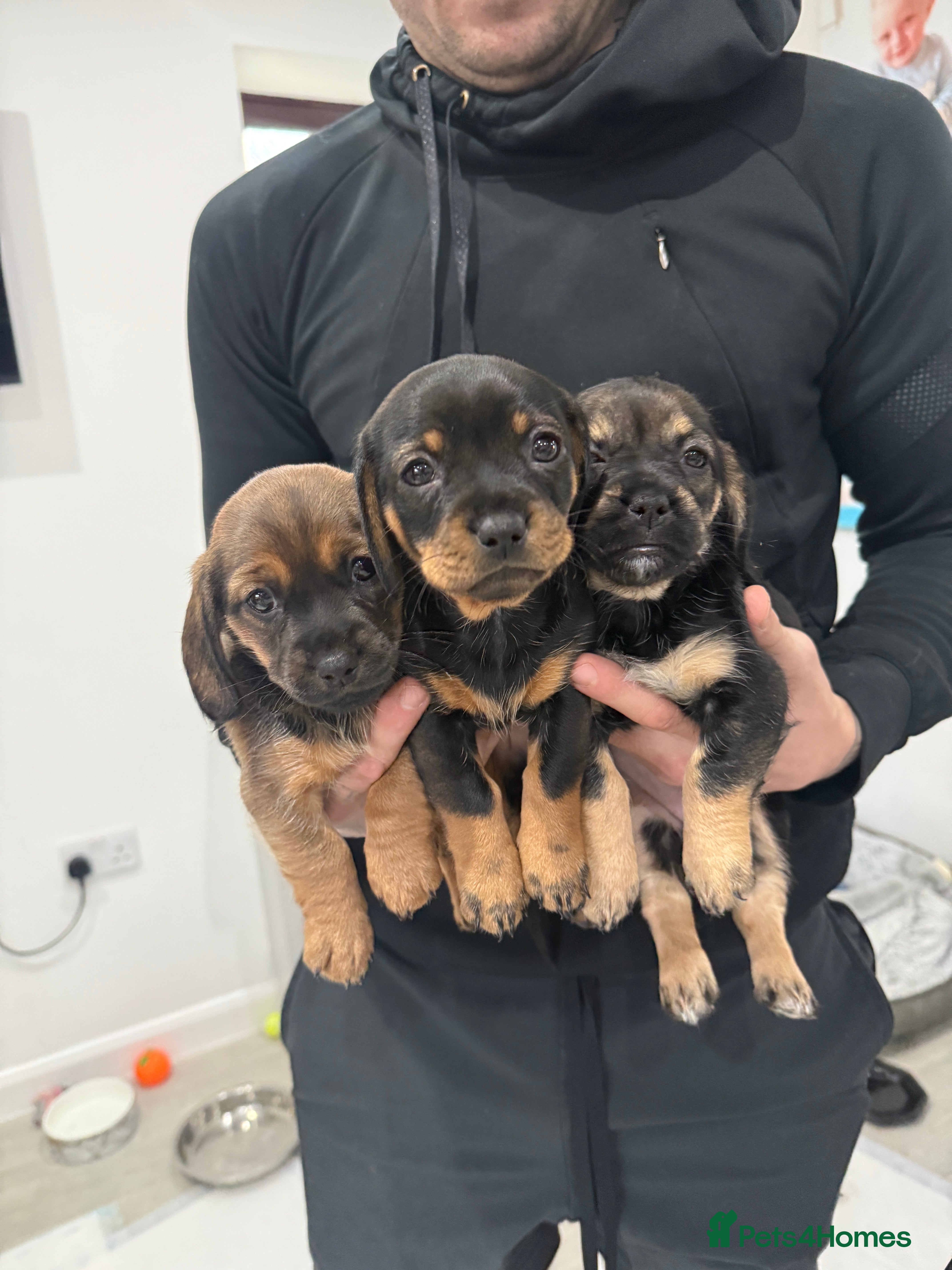 Mixed Breed dogs 3 Shitzu X Dashchund Mix puppies - Advert 2