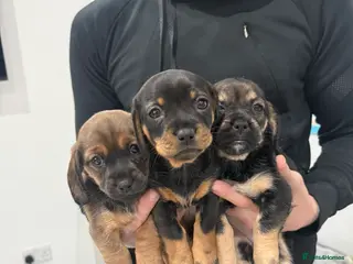 Mixed Breed dogs 3 Shitzu X Dashchund Mix puppies - Advert 3