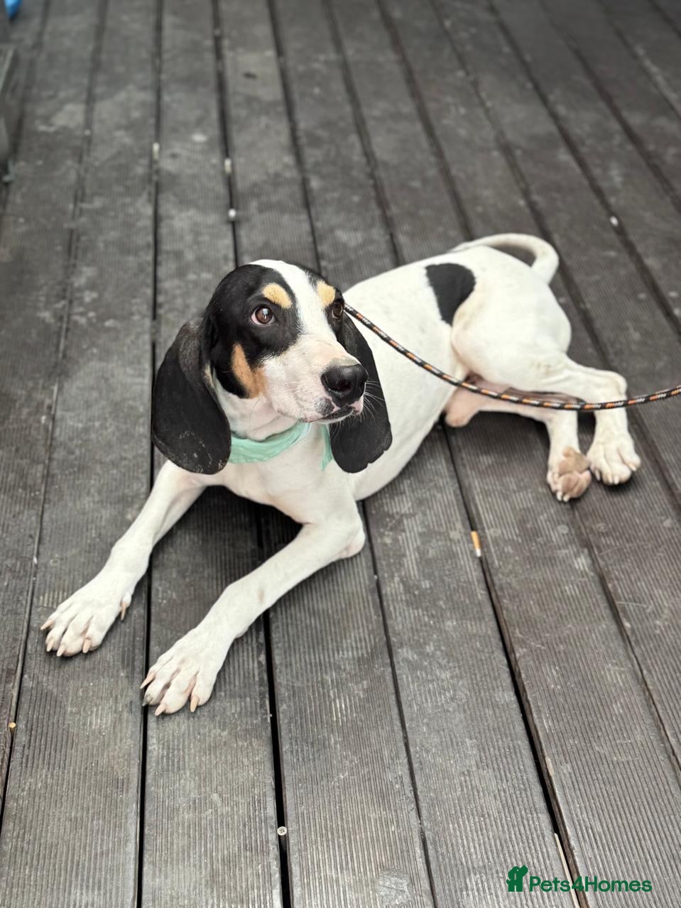 Mixed Breed dogs Mitsis, ariegois cross, ready for a family  - Advert 2