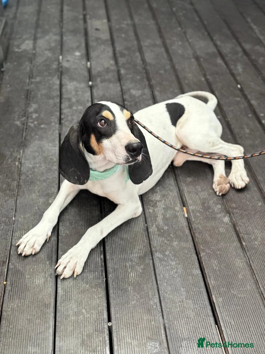 Mixed Breed dogs for adoption: Mitsis, ariegois cross, ready for a family  in Llanelli - Advert 1