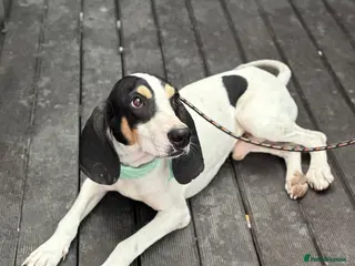 Mixed Breed dogs Mitsis, ariegois cross, ready for a family - Advert 2