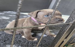 Staffordshire Bull Terrier dogs for sale: 2 left, Reduced Champion KC Blue Staffy Pups - Image 25