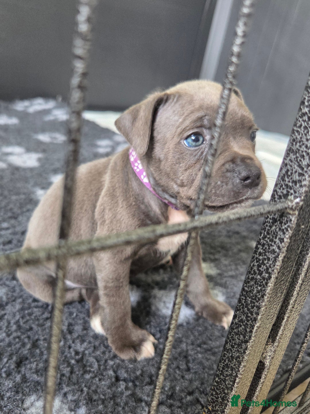 Staffordshire Bull Terrier dogs for sale: 2 left, Reduced Champion KC Blue Staffy Pups - Image 25
