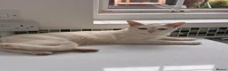 Scottish Fold cats for sale: Pure white Scottish Fold Dobby & odd eye Cyclops  - Advert 28
