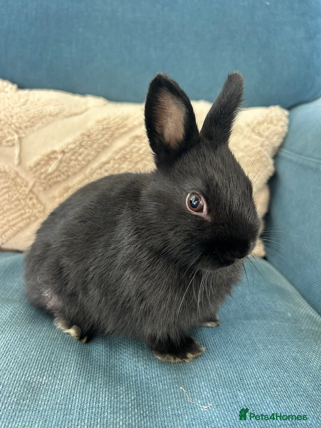 Netherland Dwarf rabbits for sale: 4 female purebred Netherland Dwarf Rabbits  - Advert 10